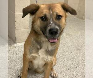 Anatolian Shepherd-Unknown Mix Dogs for adoption in Conroe, TX, USA
