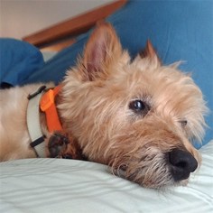 Australian Terrier Dogs for adoption in Romoland, CA, USA