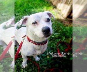 Medium Photo #173 Bagle Hound Puppy For Sale in West Milton, PA, USA