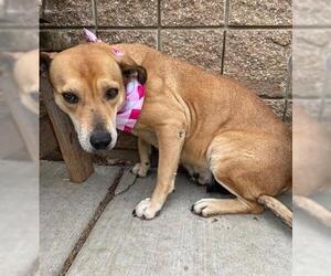 American Pit Bull Terrier Dogs for adoption in Tulsa, OK, USA