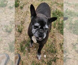 French Bulldog Dogs for adoption in Camarillo, CA, USA