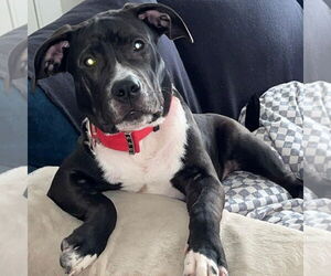 American Bandogge mastiff Dogs for adoption in Bristol, CT, USA