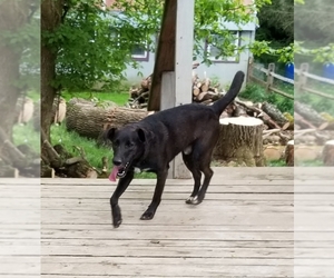 Shepradors Dogs for adoption in Dublin, OH, USA