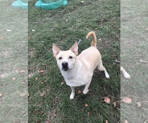 Labrador Retriever Dogs for adoption in Jackson, MS, USA