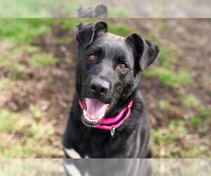 German Shepherd Dog-Unknown Mix Dogs for adoption in Gloversville, NY, USA