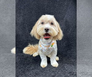 Mutt Dogs for adoption in Grafton, WI, USA