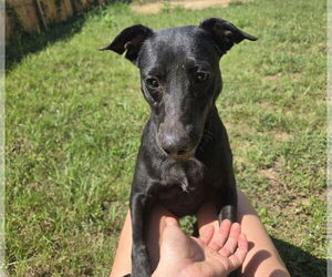 Mutt Dogs for adoption in Jackson, MS, USA