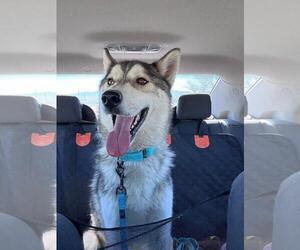 Siberian Husky-Unknown Mix Dogs for adoption in Incline Village, NV, USA