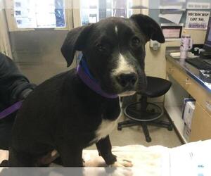 Bull Terrier-Unknown Mix Dogs for adoption in Riverside, CA, USA
