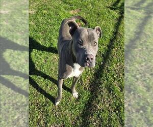 American Pit Bull Terrier Dogs for adoption in Grovetown, GA, USA