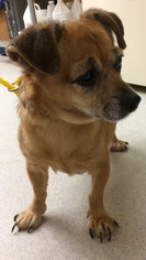 Chiweenie Dogs for adoption in Spokane, WA, USA