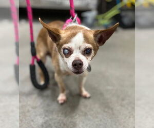 Chihuahua Dogs for adoption in Forestville, MD, USA