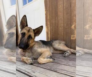 German Shepherd Dog-Unknown Mix Dogs for adoption in Incline Village, NV, USA