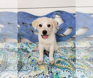 Golden Pyrenees Dogs for adoption in Scottsboro, AL, USA