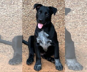 Mutt Dogs for adoption in Rockaway, NJ, USA