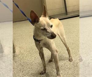 Chihuahua-Unknown Mix Dogs for adoption in Conroe, TX, USA