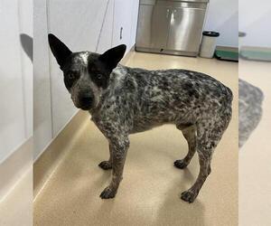 Texas Heeler-Unknown Mix Dogs for adoption in Placerville, CA, USA