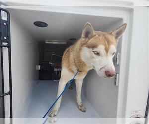Huskies -Unknown Mix Dogs for adoption in Houston, TX, USA