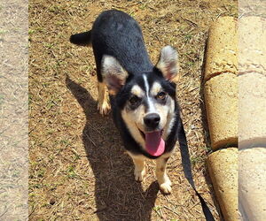Siberian Husky-Unknown Mix Dogs for adoption in Wetumpka, AL, USA