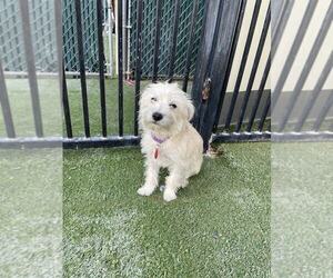 Mutt Dogs for adoption in Phoenix, AZ, USA
