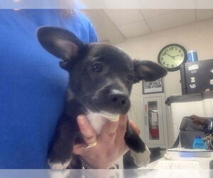 Rat-Cha Dogs for adoption in Oak Bluffs, MA, USA