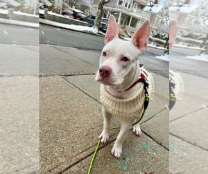 Mutt Dogs for adoption in Oak Bluffs, MA, USA