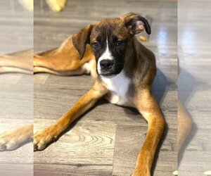 Boxer-Unknown Mix Dogs for adoption in Fenton, MO, USA