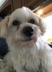 Maltese Dogs for adoption in Wheaton, IL, USA