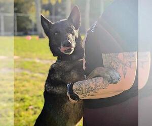 Dutch Shepherd -Unknown Mix Dogs for adoption in Fort Lauderdale, FL, USA