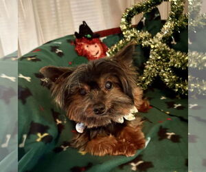 Mutt Dogs for adoption in Allentown,, PA, USA