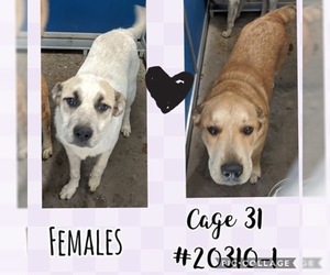 Mutt Dogs for adoption in Greenville, TX, USA