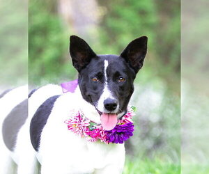 Border Collie-Unknown Mix Dogs for adoption in Unionville, PA, USA