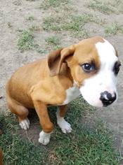 Medium Photo #1 Bogle Puppy For Sale in Great Bend, KS, USA