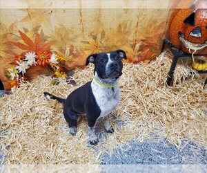 American Pit Bull Terrier-Unknown Mix Dogs for adoption in Henderson, NV, USA