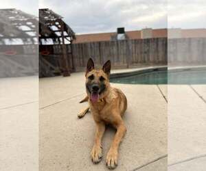 Mutt Dogs for adoption in Visalia, CA, USA