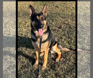 German Shepherd Dog Dogs for adoption in Franklin, IN, USA