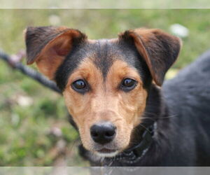 Dachshund-German Shepherd Dog Mix Dogs for adoption in Cookeville, TN, USA