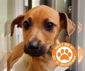 Mutt Dogs for adoption in New York City, NY, USA