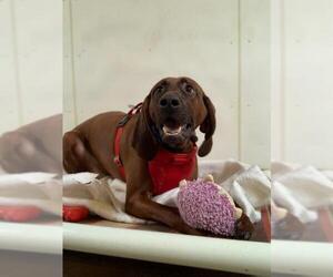 Redbone Coonhound Dogs for adoption in South Amana, IA, USA