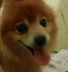 Pomeranian Dogs for adoption in Asheville, NC, USA