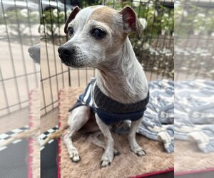 Jack Russell Terrier Dogs for adoption in Newport Beach, CA, USA