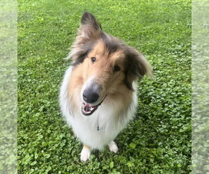 Collie Dogs for adoption in Dublin, OH, USA