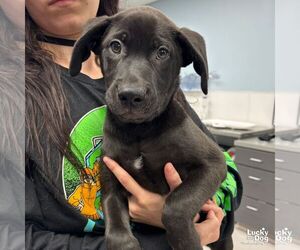 Labrador Retriever-Unknown Mix Dogs for adoption in Washington, DC, USA