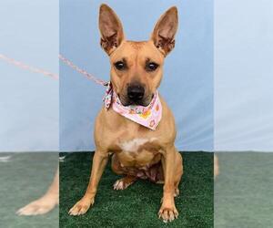 American Pit Bull Terrier Dogs for adoption in Bakersfield, CA, USA