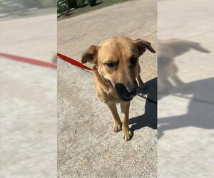 Shepradors Dogs for adoption in Houston, TX, USA