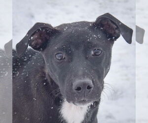 Unknown-Whippet Mix Dogs for adoption in Huntley, IL, USA