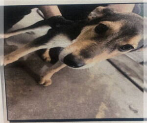 German Shepherd Dog Dogs for adoption in San Bernardino, CA, USA