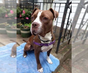 Mutt Dogs for adoption in Philadelphia, PA, USA