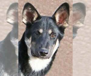 Unknown-white german shepherd Mix Dogs for adoption in Hoffman Estates, IL, USA