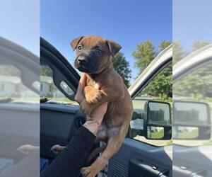 Black Mouth Cur Dogs for adoption in Oklahoma City, OK, USA